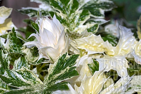 ACANTHUS_WHITEWATER