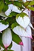 ACTINIDIA KOLOMIKTA