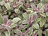 SALVIA OFFICINALIS PURPURASCENS VARIEGATA