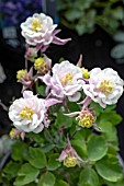 AQUILEGIA WINKY ROSE-ROSE