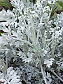 SENECIO CINERARIA SILVER DUST