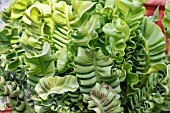 ASPLENIUM NIDUS CRISPY WAVE