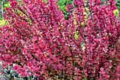 BERBERIS THUNBERGII ORANGE ROCKET