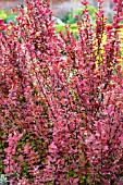 BERBERIS THUNBERGII ORANGE ROCKET