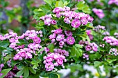 CRATAEGUS LAEVIGATA ROSEA FLORE PLENO