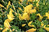 CYTISUS SCOPARIUS GOLDEN SUNLIGHT