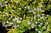 DIOSMA SUNSET GOLD