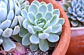 ECHEVERIA ELEGANS