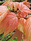 ACER PSEUDOPLATANUS BRILLIANTISSIMUM