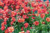 GEUM SCARLET TEMPEST