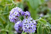 HELIOTROPIUM ARBORESCENS ATLANTA