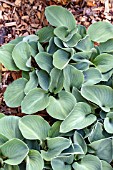 HOSTA BLUE MOUSE EARS