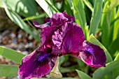 IRIS CHERRY PARADE