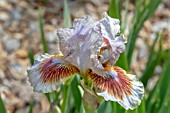 IRIS LANGPORT STORM