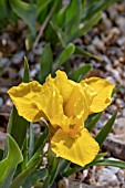 IRIS ORANGE CAPER