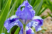 IRIS TINKERBELL