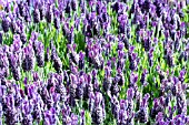 LAVANDULA STOECHAS ANOUK