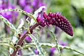 LYSIMACHIA ATROPURPUREA