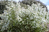 MALUS BREVIPES WEDDING BOUQUET