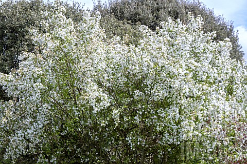 MALUS_BREVIPES_WEDDING_BOUQUET