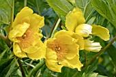 PAEONIA DELAVAYI LUTEA