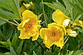 PAEONIA DELAVAYI LUTEA