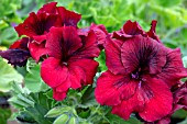 PELARGONIUM DARK VENUS