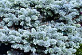 PICEA PUNGENS GLAUCA GLOBOSA