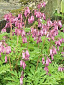 DICENTRA FORMOSA