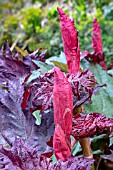 RHEUM PALMATUM ATROSANGUINEUM