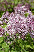 SYRINGA JOSEE