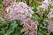 SYRINGA LARK SONG