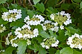 VIBURNUM OPULUS XANTHOCARPUM