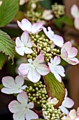 VIBURNUM PLICATUM TOMENTOSUM KILIMANJARO