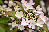 VIBURNUM PLICATUM TOMENTOSUM KILIMANJARO