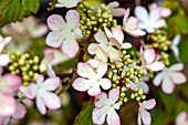 VIBURNUM PLICATUM TOMENTOSUM KILIMANJARO