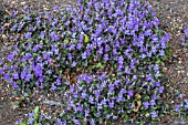 VIOLA LABRADORICA PURPUREA