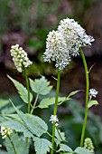 ACTAEA RUBRA