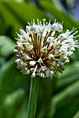 ALLIUM OCHOTENSE