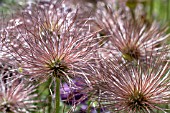 ANEMONE PULSATILLA