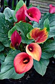 CALLA RED PULSE