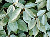 ELAEAGNUS X EBBINGEI