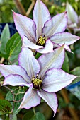 CLEMATIS SAMARITAN JO