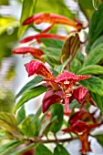 COLUMNEA SCHIEIDEANA