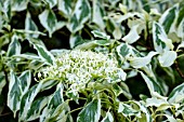 CORNUS CONTRAVERTA VARIEGATA