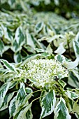 CORNUS CONTRAVERTA VARIEGATA