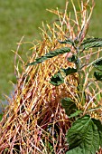 CUSCUTA EUROPAEA & URTICA DIOICA