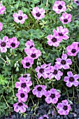 GERANIUM CINEREUM BALLERINA