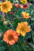 GEUM TOTALLY TANGARINE