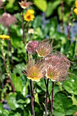 GEUM MONTANUM